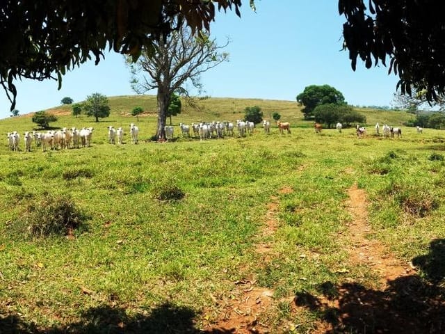 Foto do Fazenda - Fazenda à venda 1210000M², Zona Rural, São Gonçalo do Sapucaí - MG | MOHALLEM e LOPES CORRETAGEM E ADMINISTRACAO DE IMOVEIS LTDA