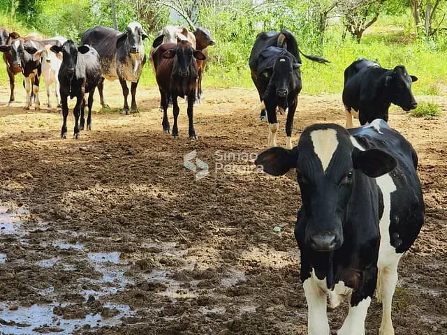 Fazenda com 760000m² 2 quartos e 1 banheiro, à venda, no bairro Zona Rural em Simão Pereira
