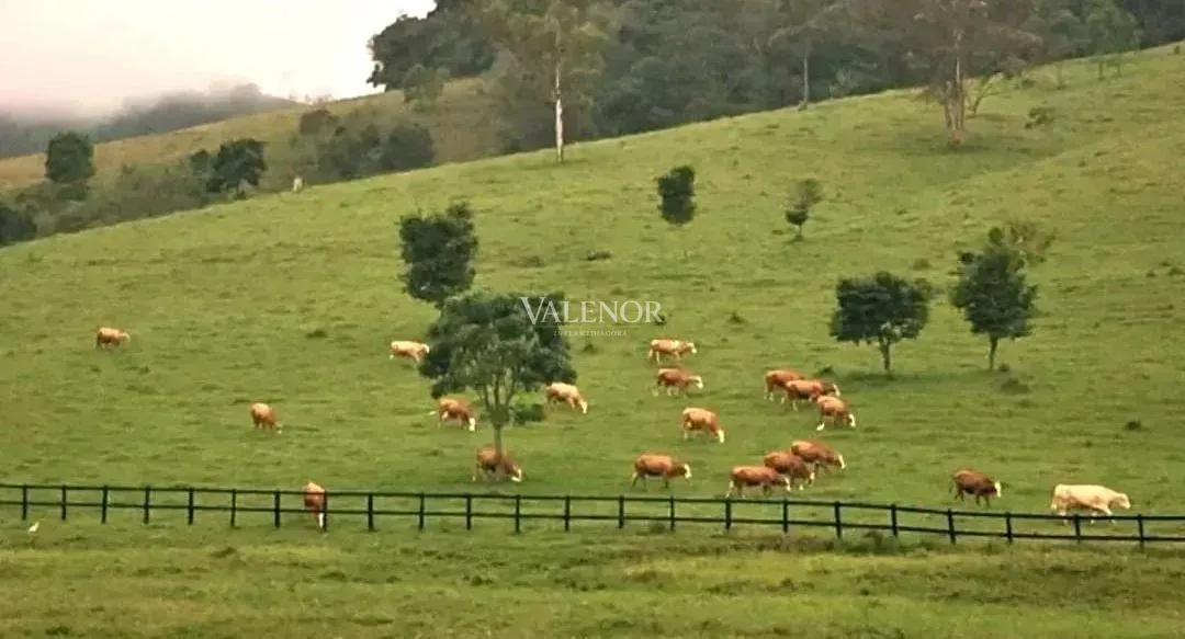 Fazenda, 453 hectares - Foto 3