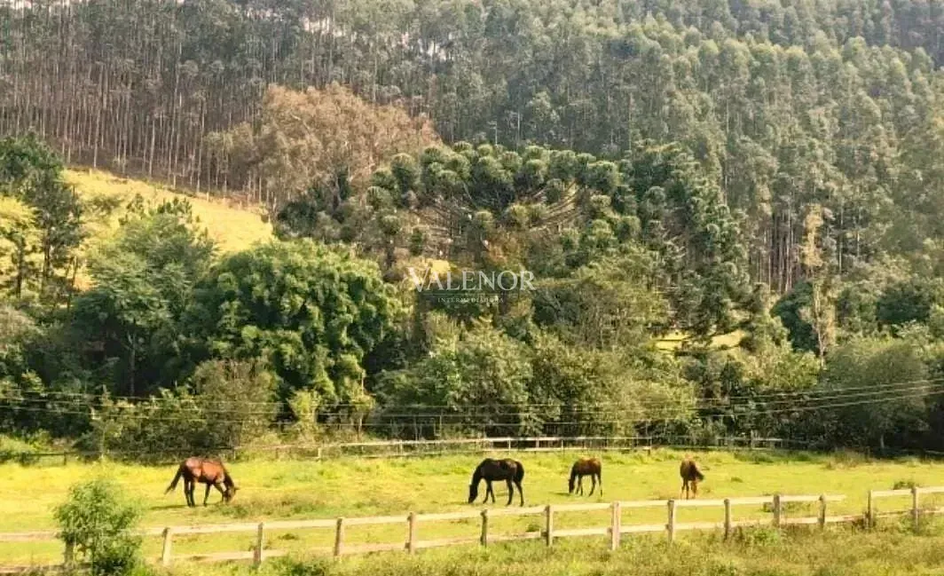 Fazenda, 453 hectares - Foto 5