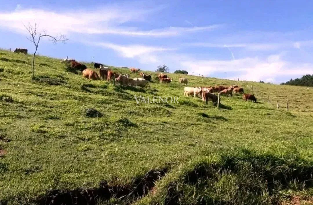 Fazenda, 453 hectares - Foto 7