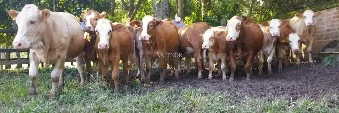 Fazenda, 453 hectares - Foto 8