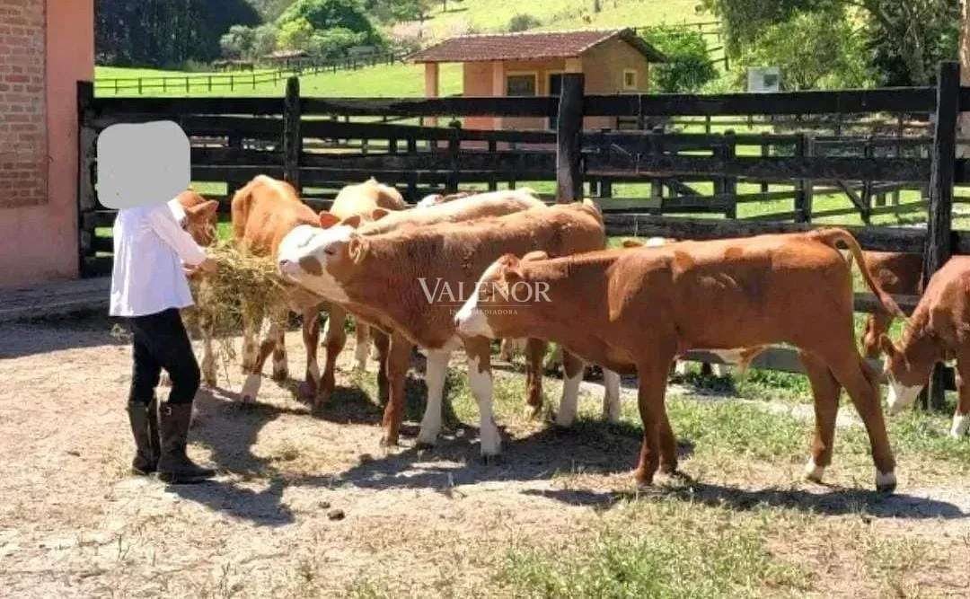 Fazenda, 453 hectares - Foto 10