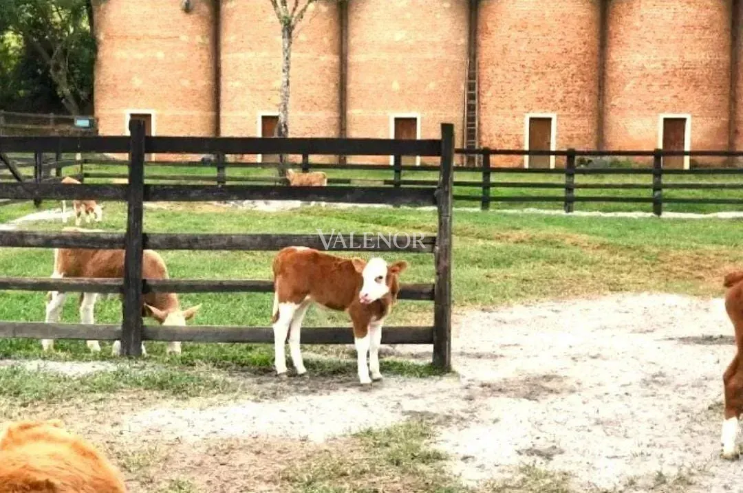 Fazenda, 453 hectares - Foto 11
