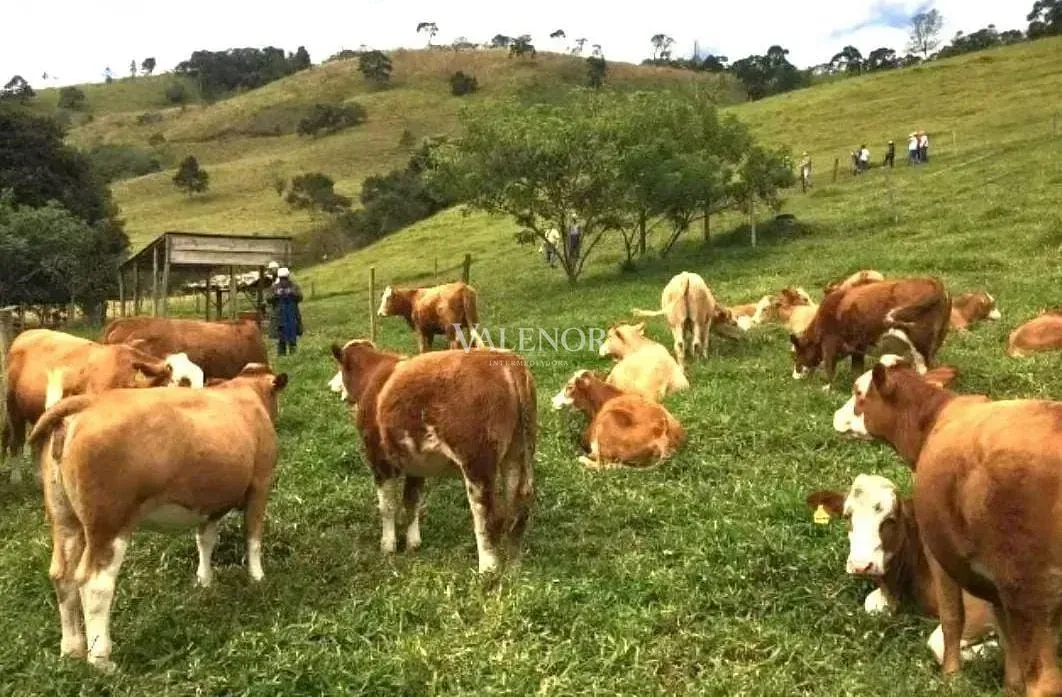 Fazenda, 453 hectares - Foto 12