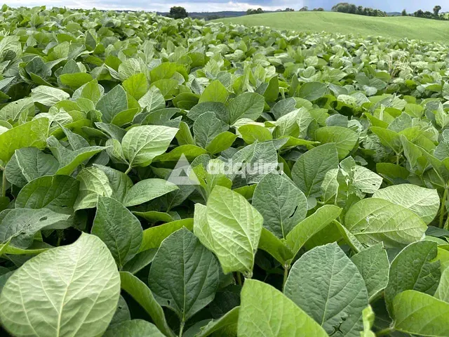 Fazenda à venda, no bairro Centro em Castro