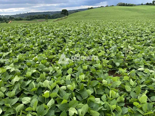 Fazenda à venda, no bairro Centro em Castro