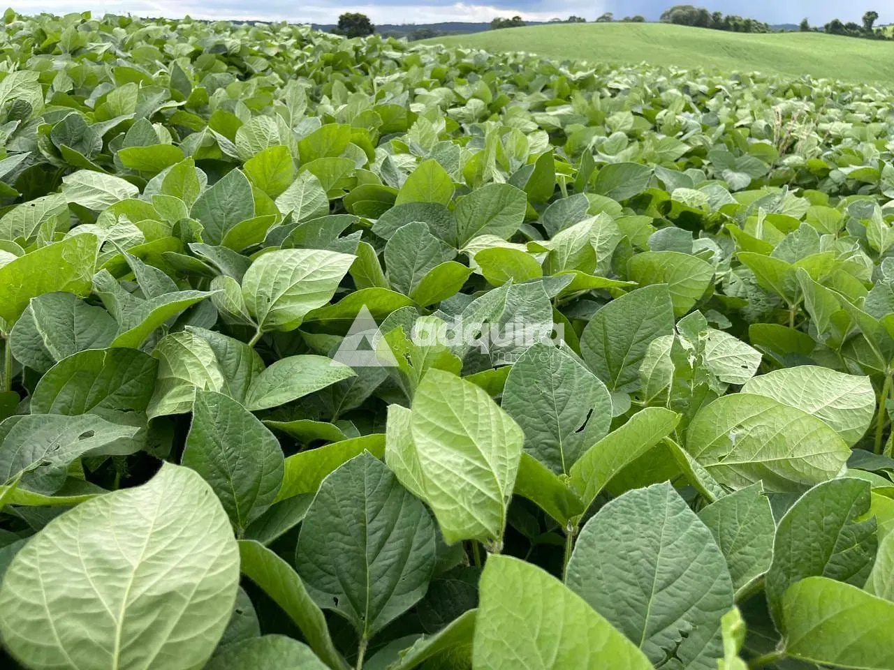 Fazenda, 10 m² - Foto 4