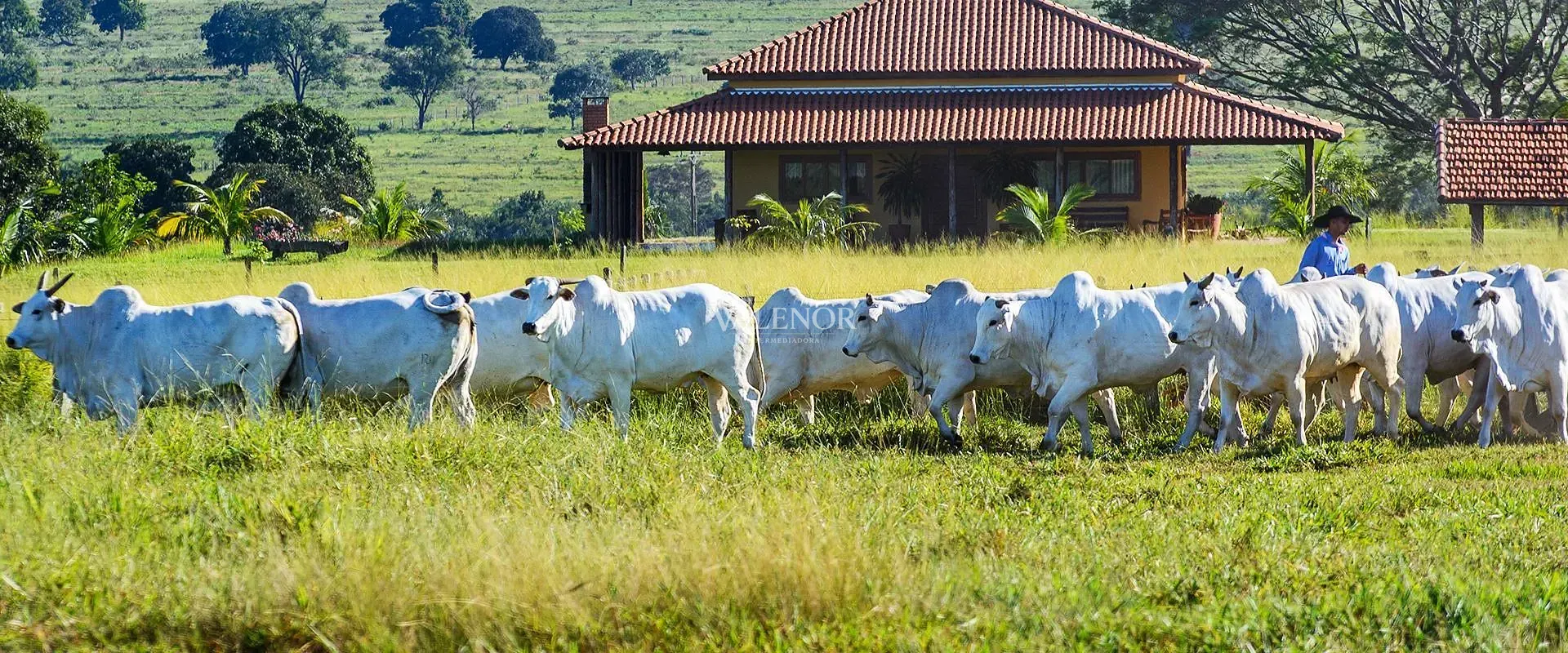 Fazenda, 30500 hectares - Foto 9