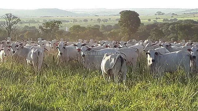Fazenda, 30500 hectares - Foto 1