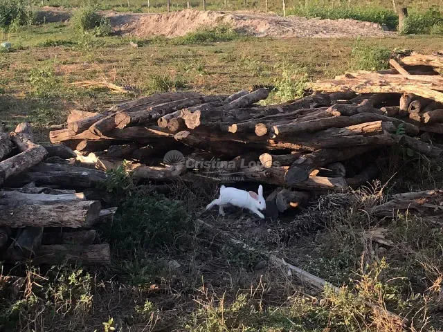 Fazenda com 330000m² 2 quartos e 2 banheiros, à venda, no bairro Zona Rural em Alto Alegre do Maranhão