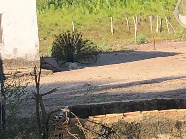Fazenda com 330000m² 2 quartos e 2 banheiros, à venda, no bairro Zona Rural em Alto Alegre do Maranhão