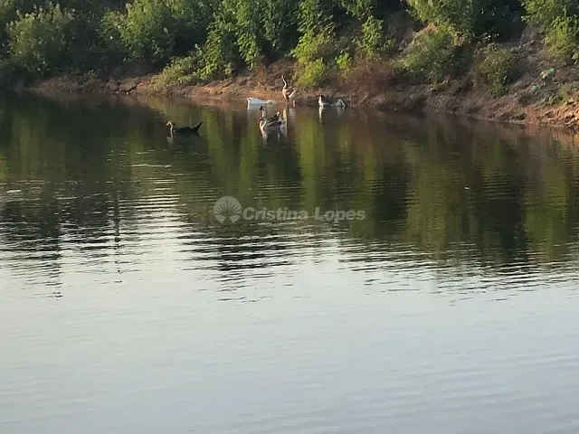 Fazenda com 330000m² 2 quartos e 2 banheiros, à venda, no bairro Zona Rural em Alto Alegre do Maranhão