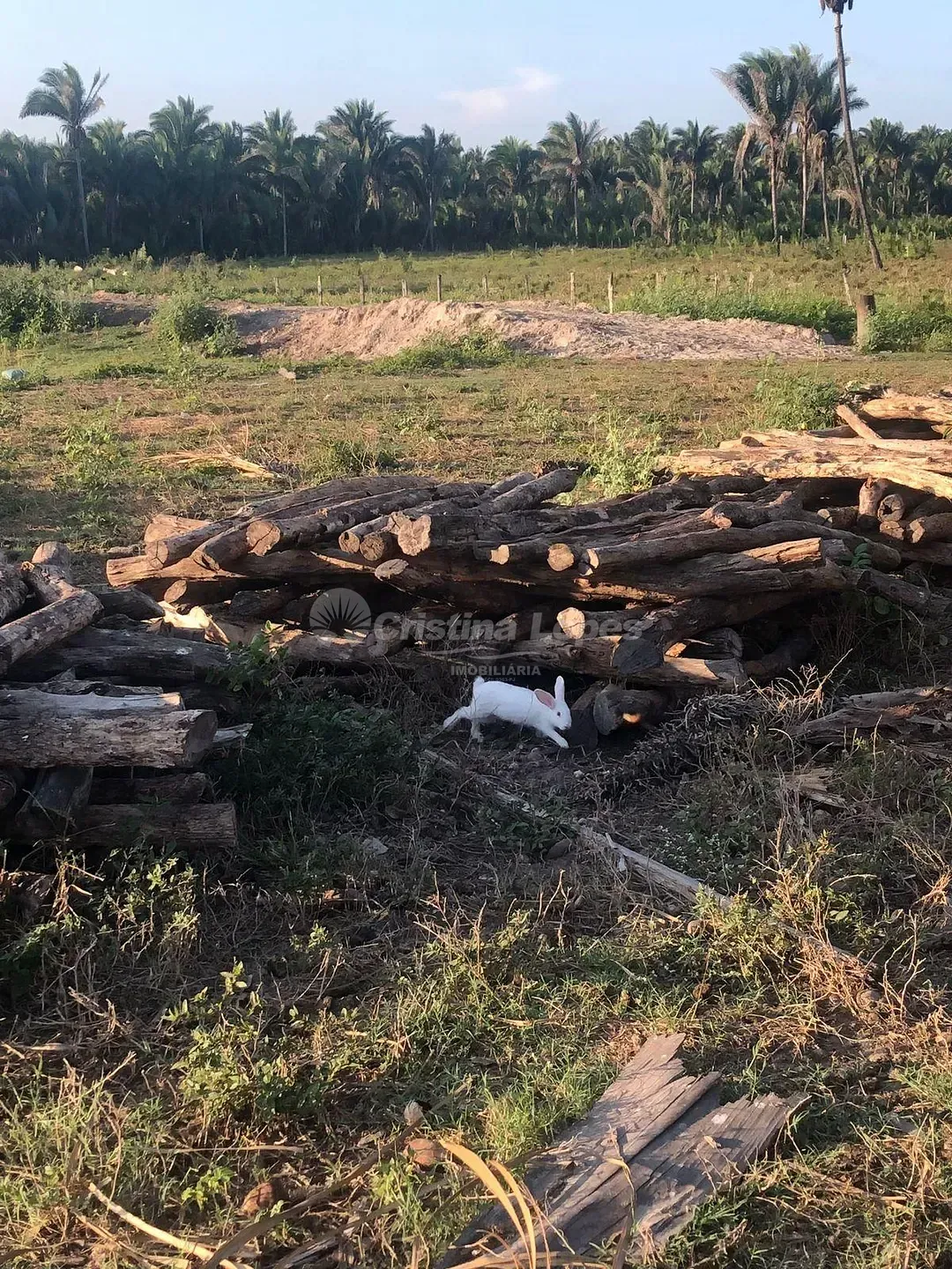 Fazenda, 33 hectares - Foto 2