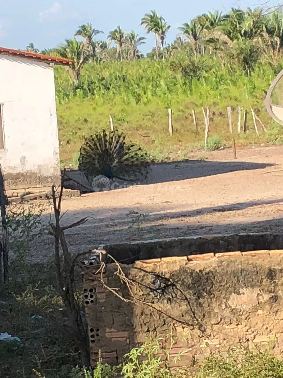 Fazenda, 33 hectares - Foto 4