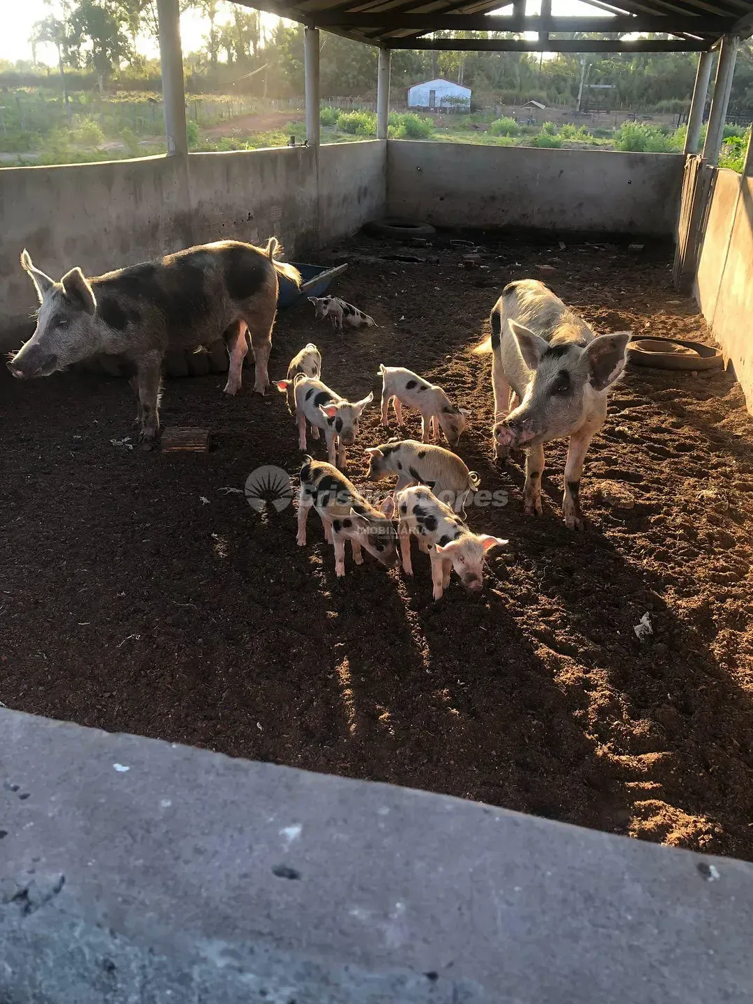 Fazenda, 33 hectares - Foto 6