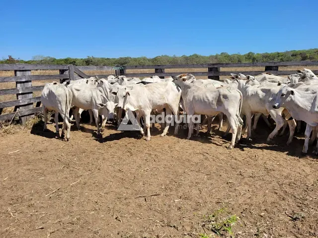 Fazenda à venda, no bairro Rural em Nova Maringá