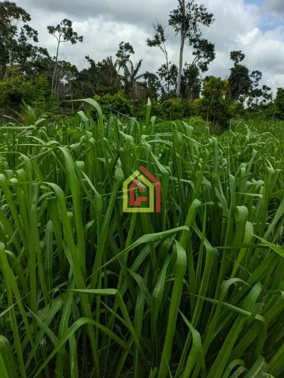 Rural à venda com 5324000m² de terreno no Zona Rural, Itupiranga (PA) — foto 8 de 9
