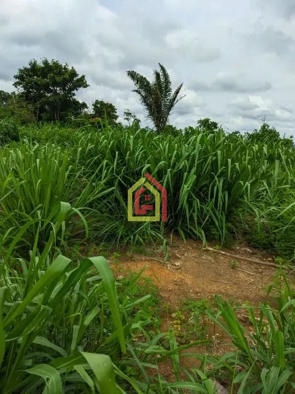Rural à venda com 5324000m² de terreno no Zona Rural, Itupiranga (PA) — foto 9 de 9