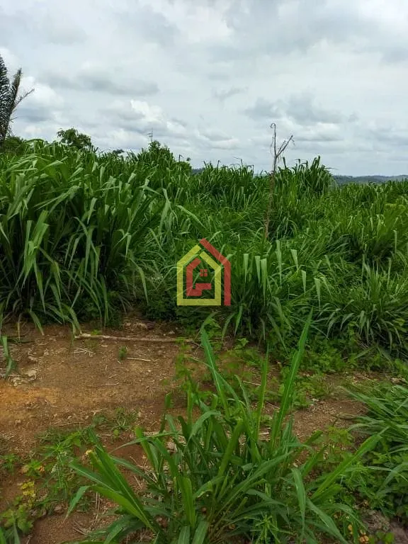 Rural à venda com 5324000m² de terreno no Zona Rural, Itupiranga (PA) — foto 5 de 9