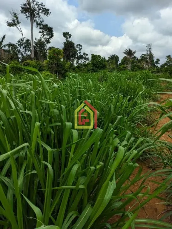 Rural à venda com 5324000m² de terreno no Zona Rural, Itupiranga (PA) — foto 7 de 9