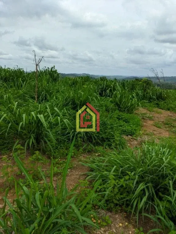 Rural à venda com 5324000m² de terreno no Zona Rural, Itupiranga (PA) — foto 4 de 9