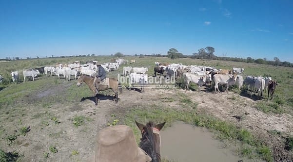 Fazenda, 10 m² - Foto 5