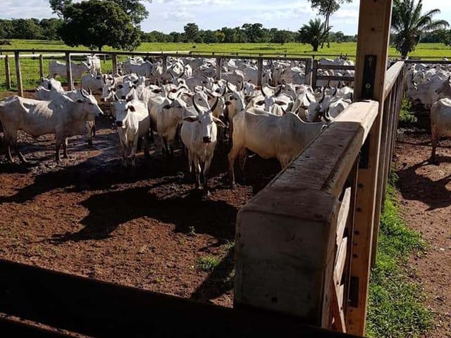 Fazenda com 78420000m² 4 quartos e 5 banheiros, à venda, no bairro ZONA RURAL em Britânia