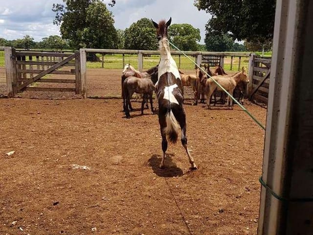 Fazenda com 78420000m² 4 quartos e 5 banheiros, à venda, no bairro ZONA RURAL em Britânia