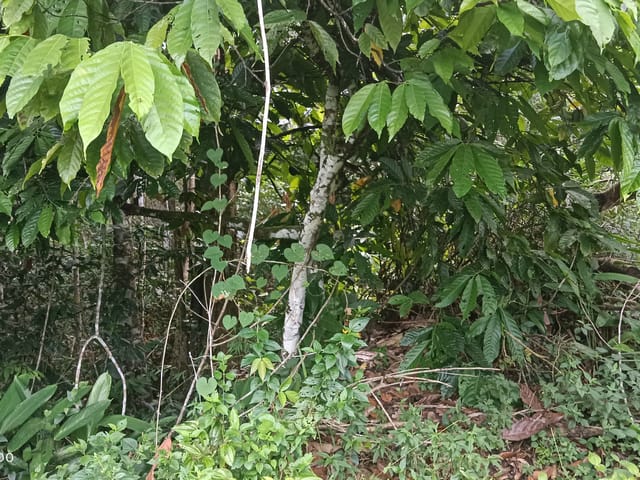 Foto do Fazenda - Fazenda à venda, br, Camacan, BA | Torre Negócios imobiliários