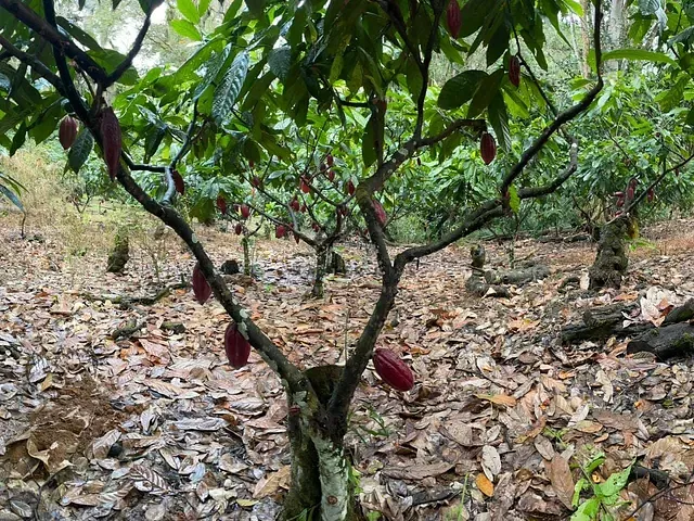 Fazenda à venda, no bairro Castelo Novo em Ilhéus