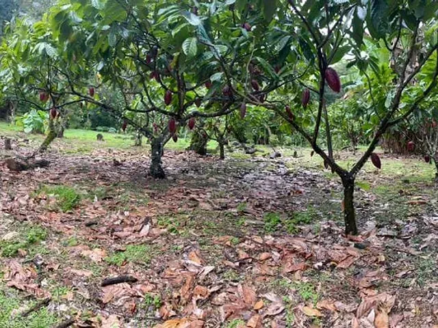 Fazenda à venda, no bairro Castelo Novo em Ilhéus