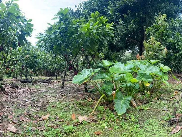 Fazenda à venda, no bairro Castelo Novo em Ilhéus