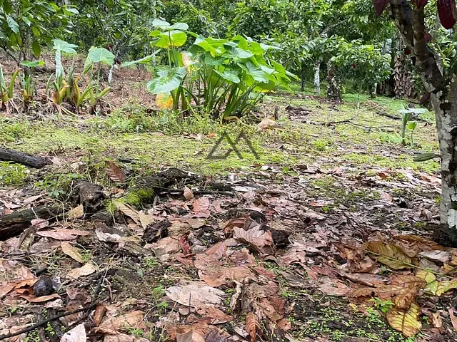 Fazenda à venda, no bairro Castelo Novo em Ilhéus