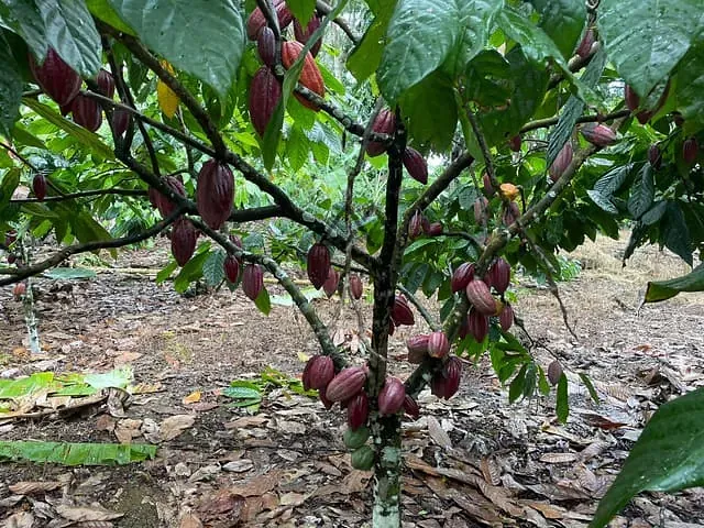 Fazenda à venda, no bairro Castelo Novo em Ilhéus