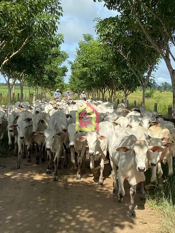 Rural à venda com 9196000m² de terreno no Fazenda, Breu Branco (PA) — foto 14 de 16