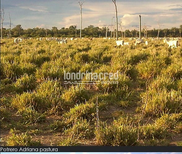 Fazenda, 10 m² - Foto 18