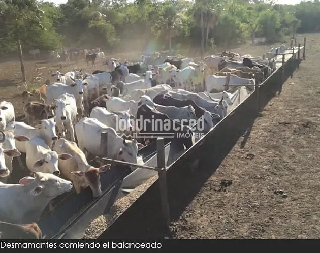 Fazenda, 10 m² - Foto 12