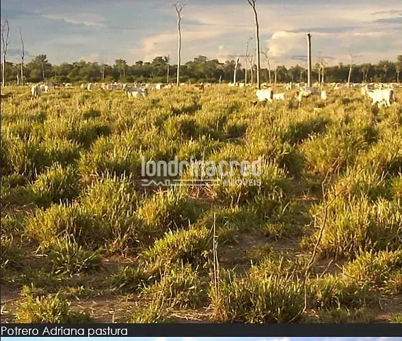 Fazenda, 10 m² - Foto 18