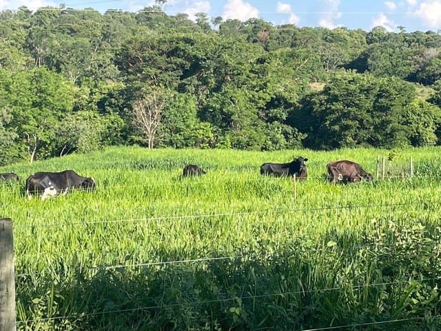 Fazenda com 732000m² 3 quartos e 2 banheiros, à venda, no bairro ZONA RURAL em São Miguel do Passa Quatro