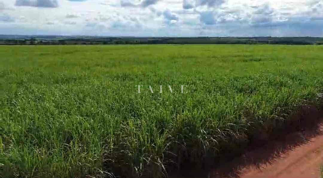 Fazenda-Sítio-Chácara, 542 hectares - Foto 3