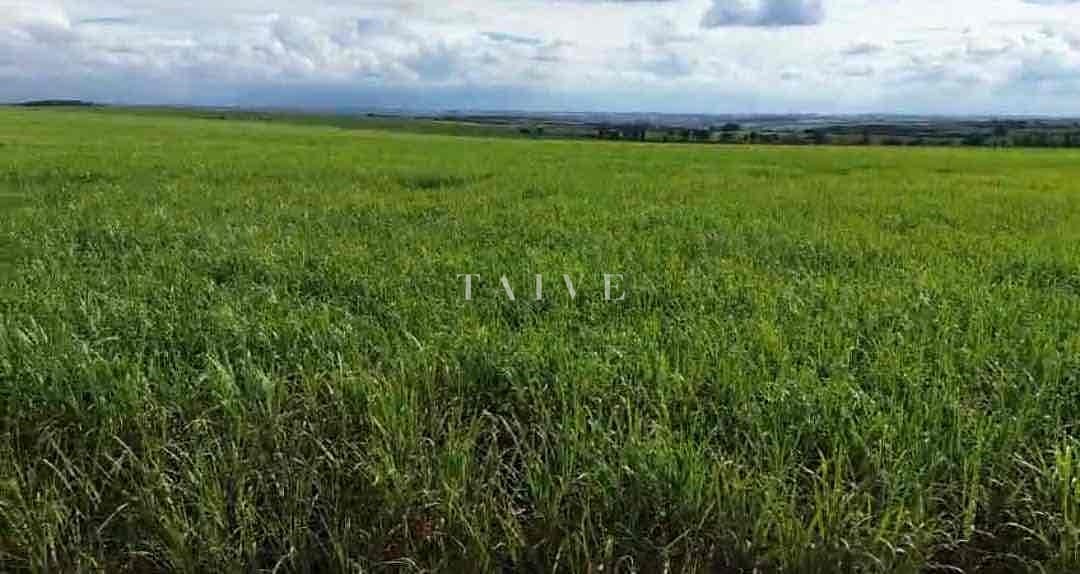 Fazenda-Sítio-Chácara, 542 hectares - Foto 4