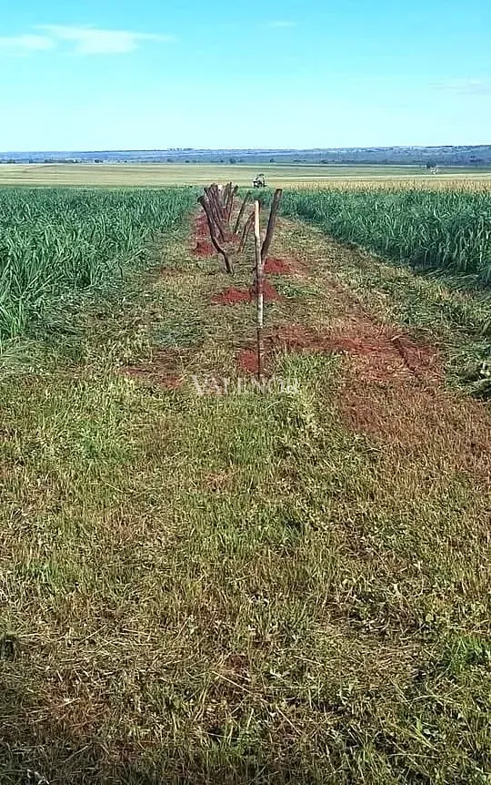 Fazenda, 3256 hectares - Foto 9