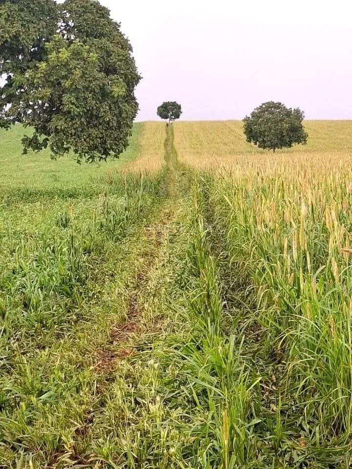 Fazenda, 3256 hectares - Foto 12