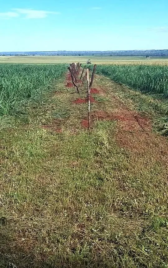 Fazenda, 3256 hectares - Foto 9