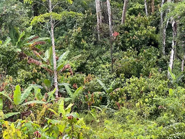 Fazenda com 330000m², à venda, no bairro Japu em Ilhéus