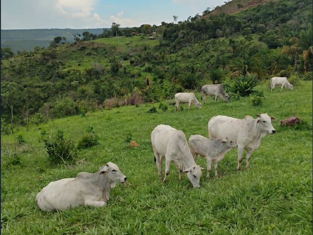 Fazenda 2 quartos e 1 banheiro, à venda, no bairro . em Monte do Carmo
