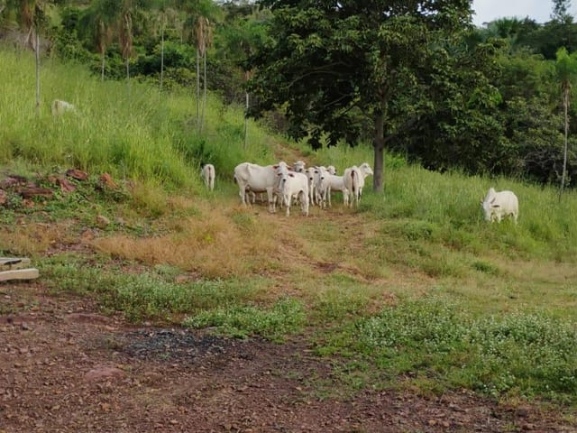 Fazenda 2 quartos e 1 banheiro, à venda, no bairro . em Monte do Carmo