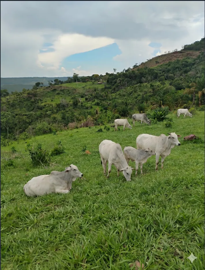 Fazenda em Monte do Carmo
