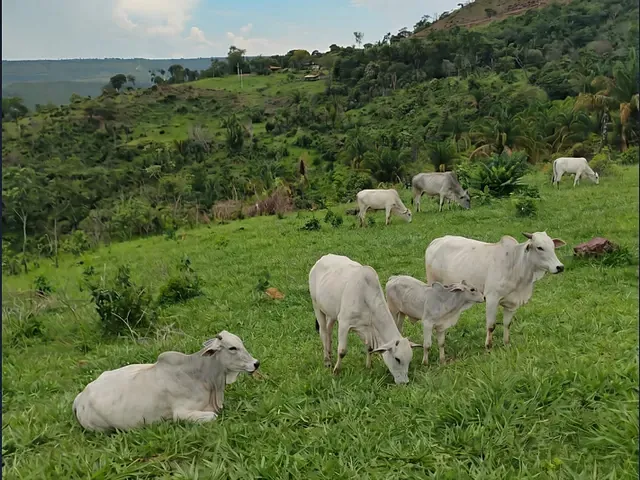 Fazenda 2 quartos e 1 banheiro, à venda, no bairro . em Monte do Carmo